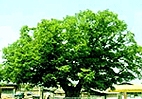 나무 : 느티나무 